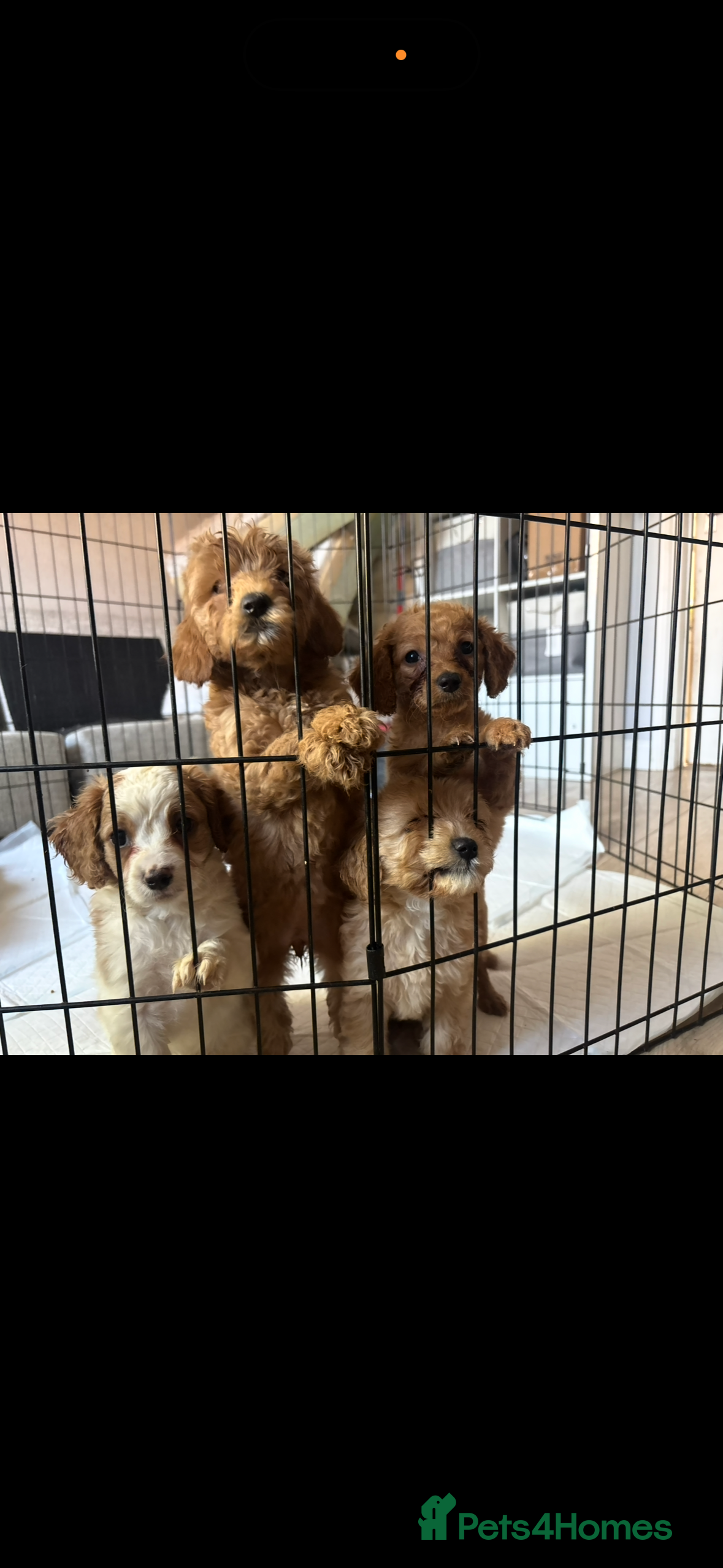 Cavapoo dogs Beautiful litter of cavapoos  - Advert 1