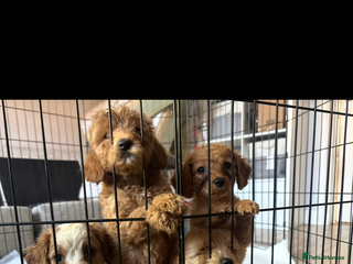 Cavapoo dogs Beautiful litter of cavapoos - Advert 9