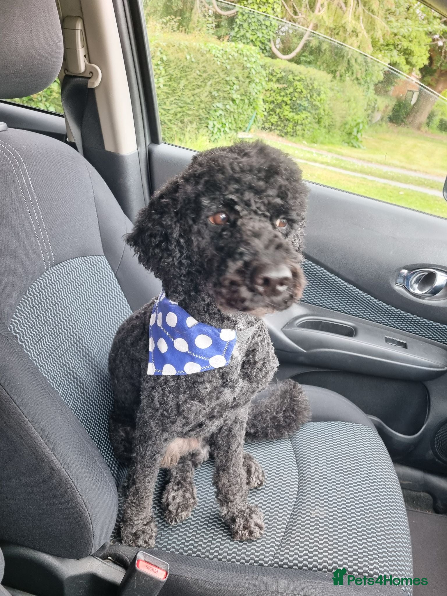 Miniature Poodle dogs 5 yr old KC registered black miniature poodle stud - Advert 2