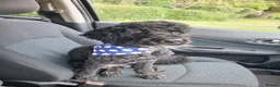 Miniature Poodle dogs for stud: 5 yr old KC registered black miniature poodle stud - Advert 2