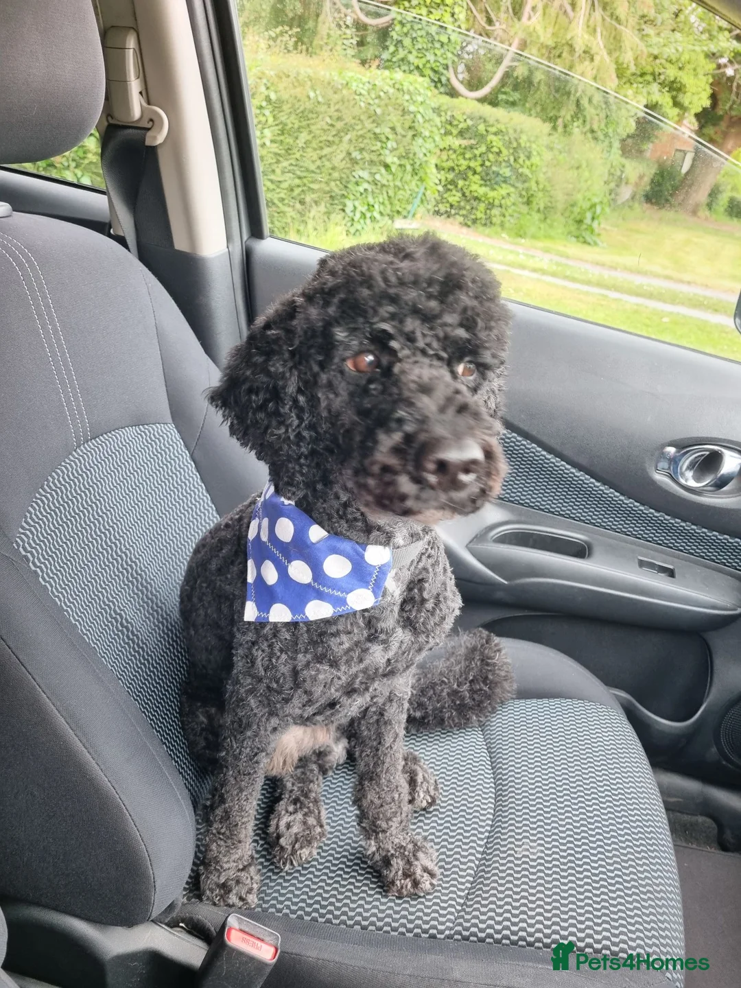 Miniature Poodle dogs for stud: 5 yr old KC registered black miniature poodle stud - Advert 2