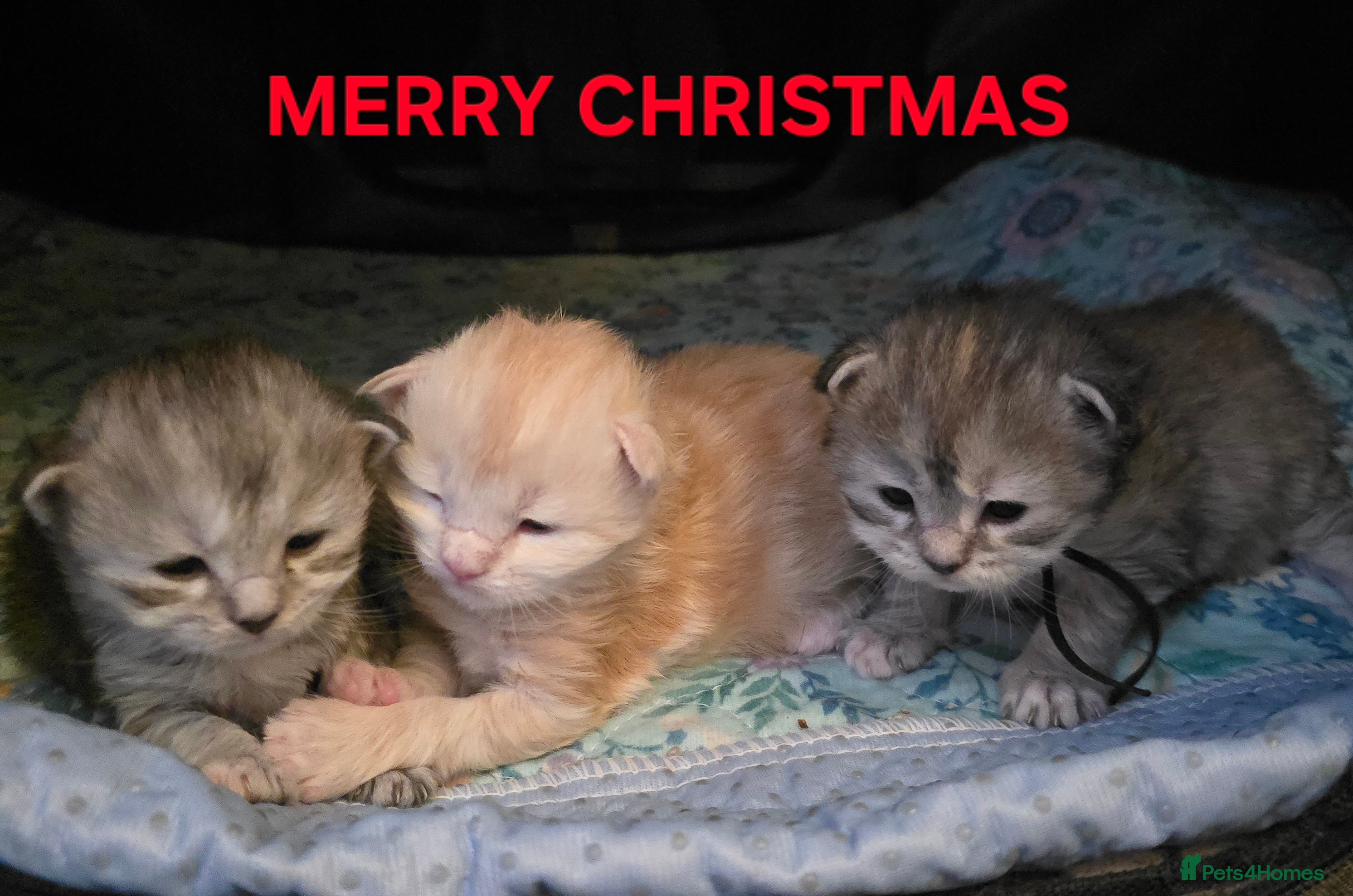 Maine Coon cats Chunky TICA registered Maine Coon Kittens - Advert 5