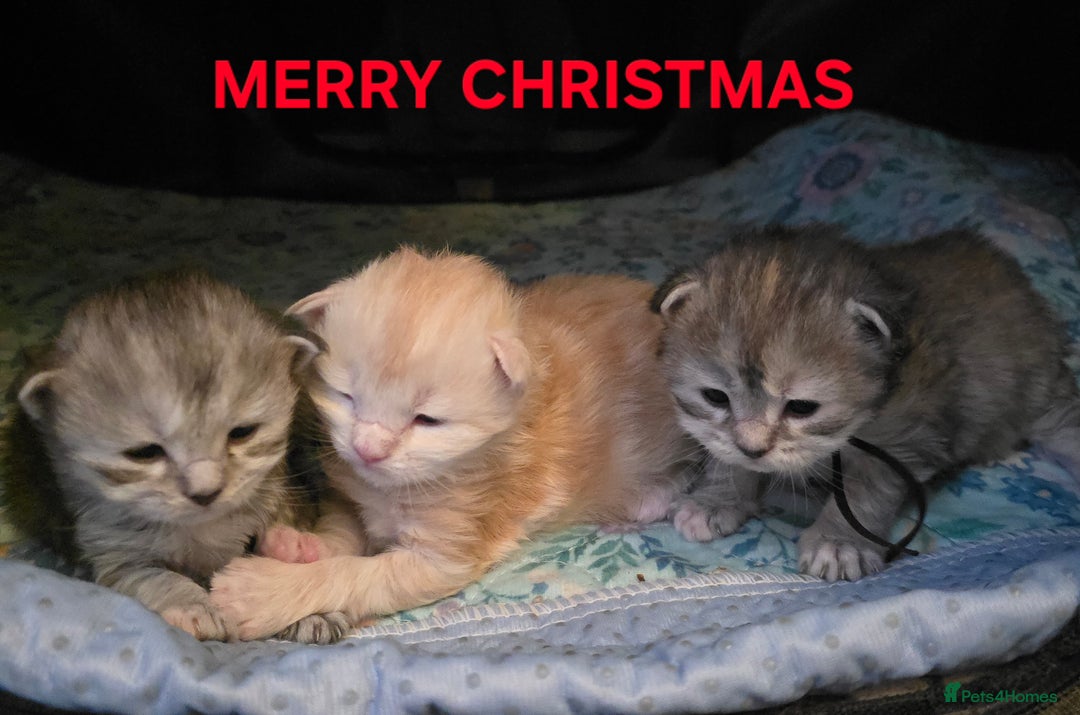 Maine Coon cats for sale: Chunky TICA registered Maine Coon Kittens - Advert 1