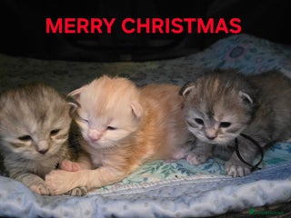 Maine Coon cats Chunky TICA registered Maine Coon Kittens - Advert 5