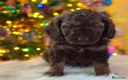 Labradoodle dogs for sale: * Choc & Tan Phantom F1B Male , please read ad * - Image 6