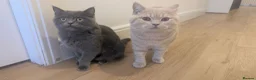British Shorthair cats for sale: Adorable British Shorthair Kittens  - Advert 3