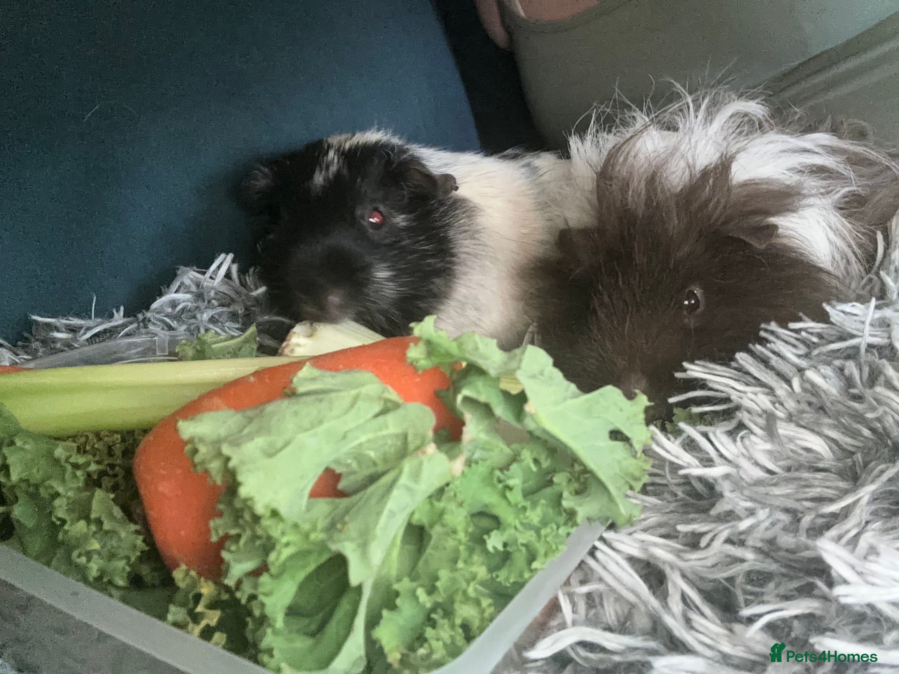 Guinea Pig rodents Paired male Guinea Pigs - Advert 3