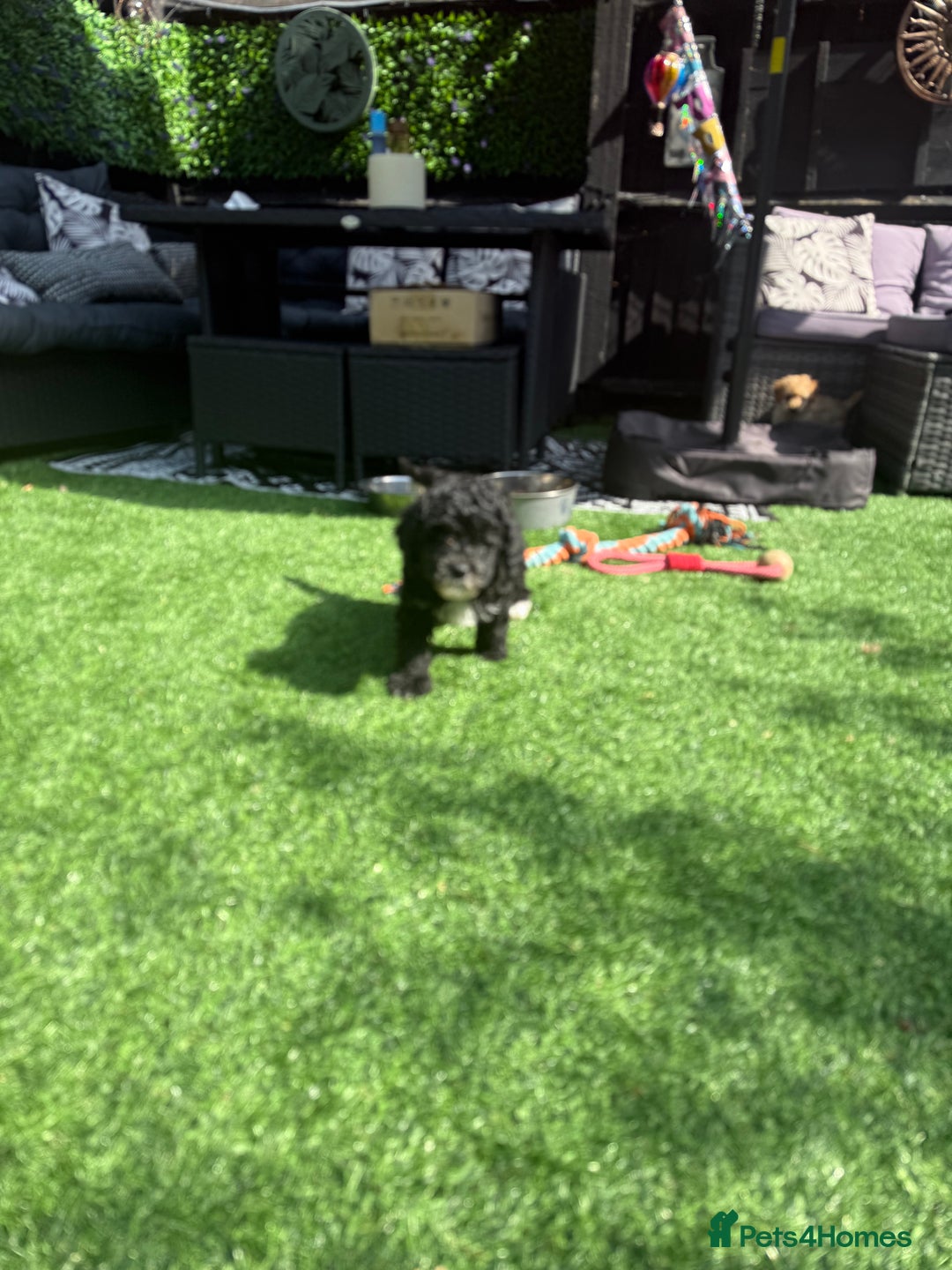 Cockapoo dogs for sale: 🐾ready to leave  black and white cockapoo - Image 30