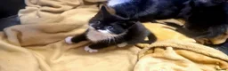 Mixed Breed cats for sale: Kittens  - Advert 6