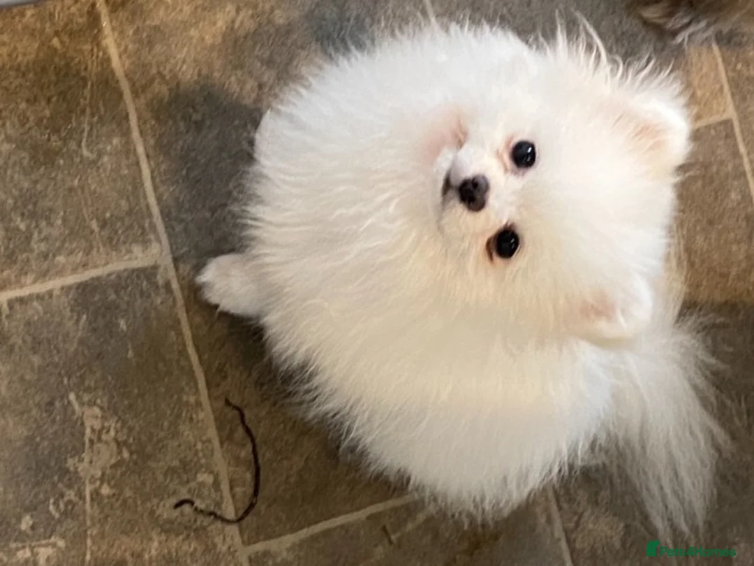 Pomeranian dogs for stud: Kc pure white 1.2 kg Pomeranian stud in Reigate - Advert 2