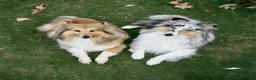 Shetland Sheepdog dogs for sale: Shetland sheepdog female looking for forever home - Advert 4