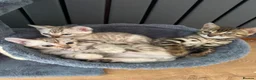 Bengal cats for sale: Bengal - Advert 12