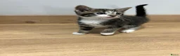 Mixed Breed cats for sale: Beautiful Kittens - Advert 39