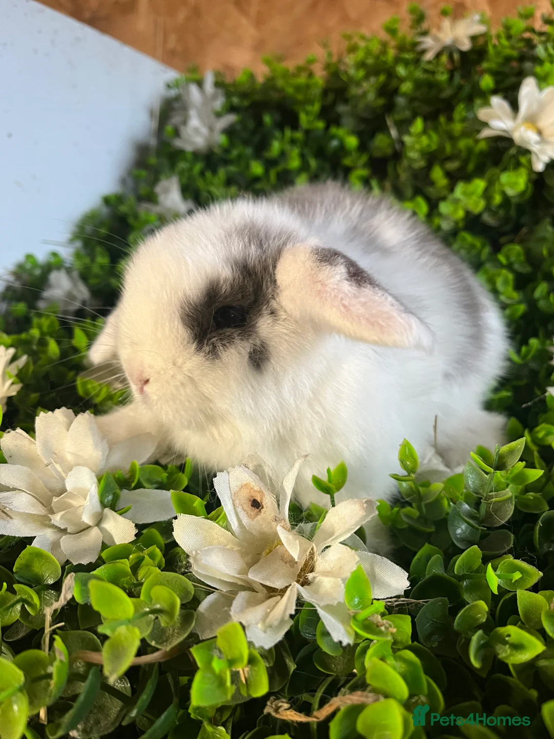 Mini Lion Lop rabbits for sale: Mini lion lops  - Advert 8