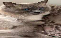 Ragdoll cats for stud: Beautiful Blue point ragdoll for stud  - Image 6