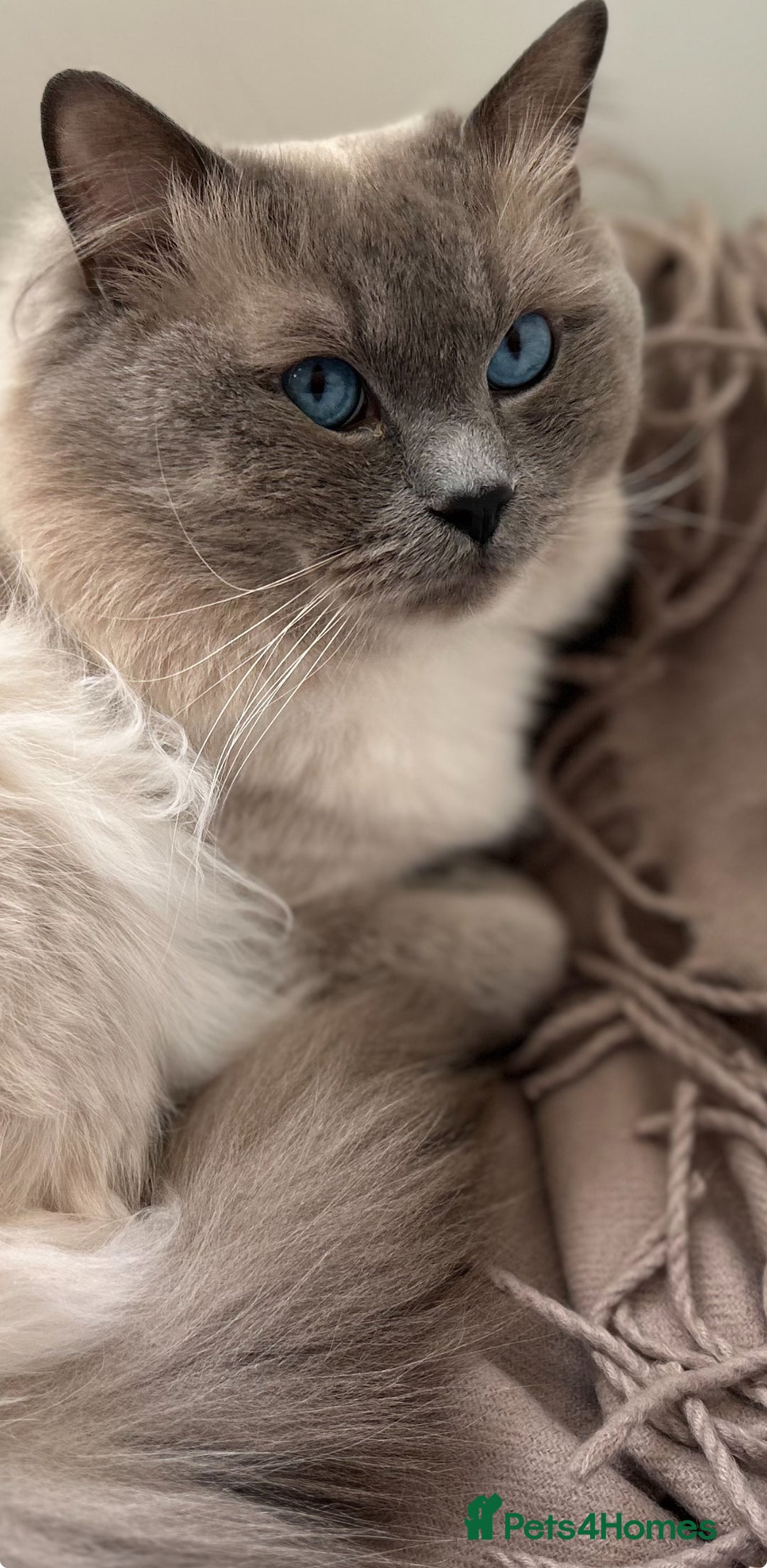 Ragdoll cats for stud: Beautiful Blue point ragdoll for stud  - Image 6