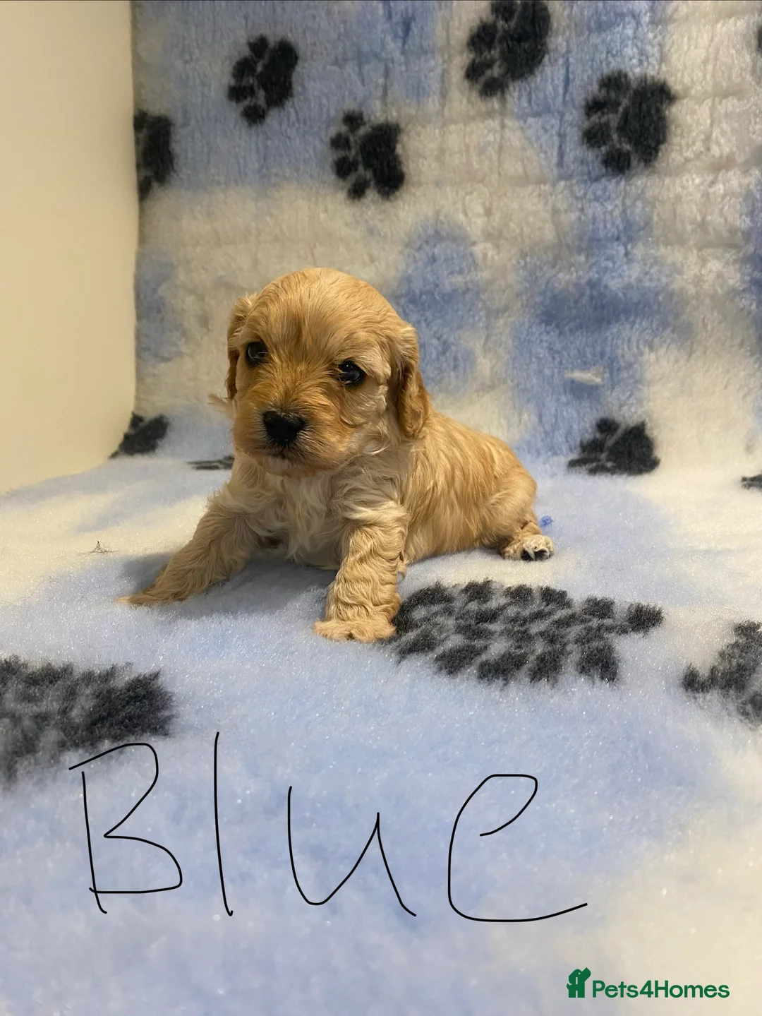 Cavapoo dogs for sale: Yellow collor available- ready to leave  - Advert 5