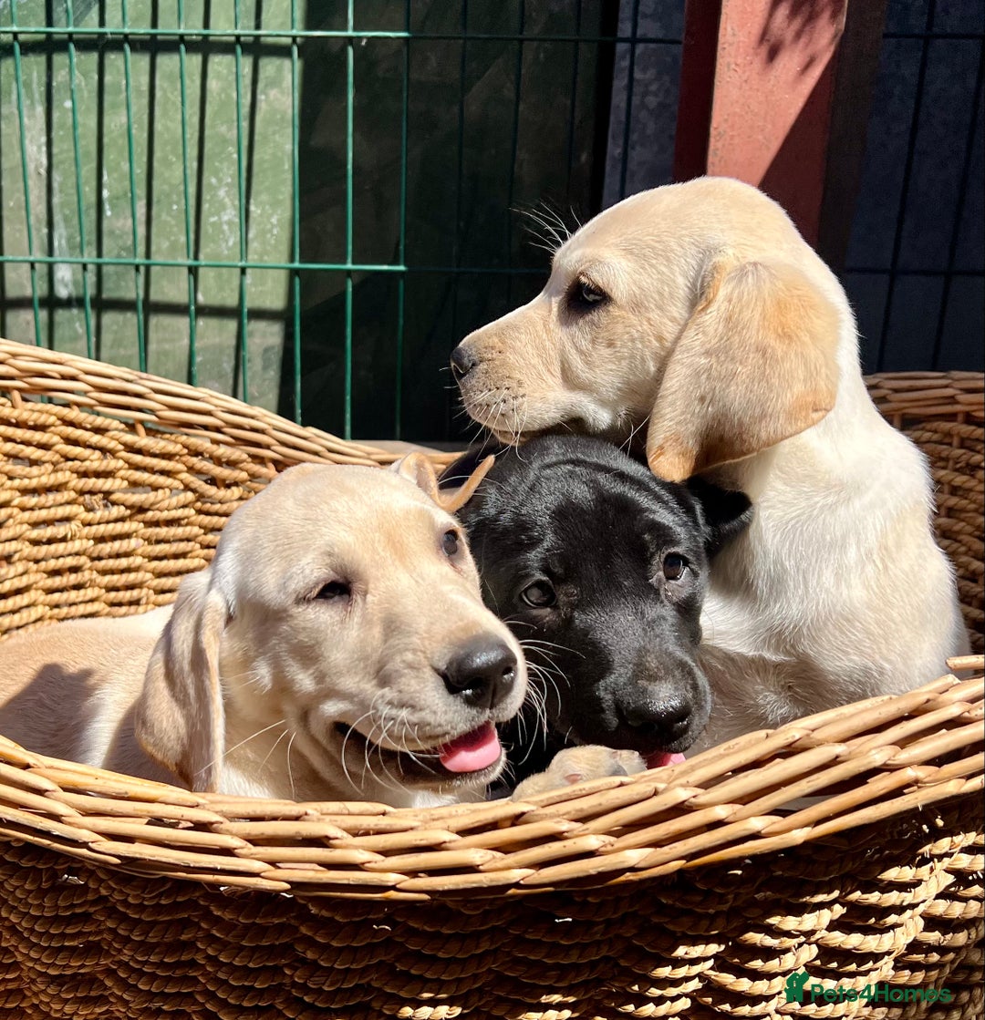 Labrador Retriever dogs for sale: Labrador Pups Chunky traditional type 1 girl left in Barrow-upon-Humber - Image 29