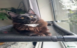 Maine Coon cats for sale: Pedigree ”TICA”  the last kitten left❣️ - Image 15