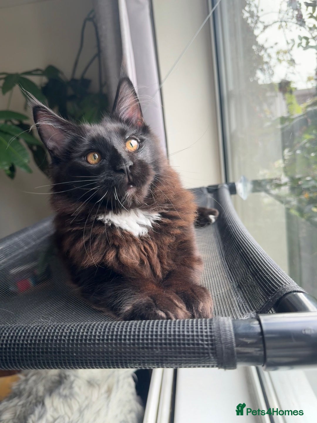 Maine Coon cats for sale: Pedigree ”TICA”  the last kitten left❣️ - Image 15
