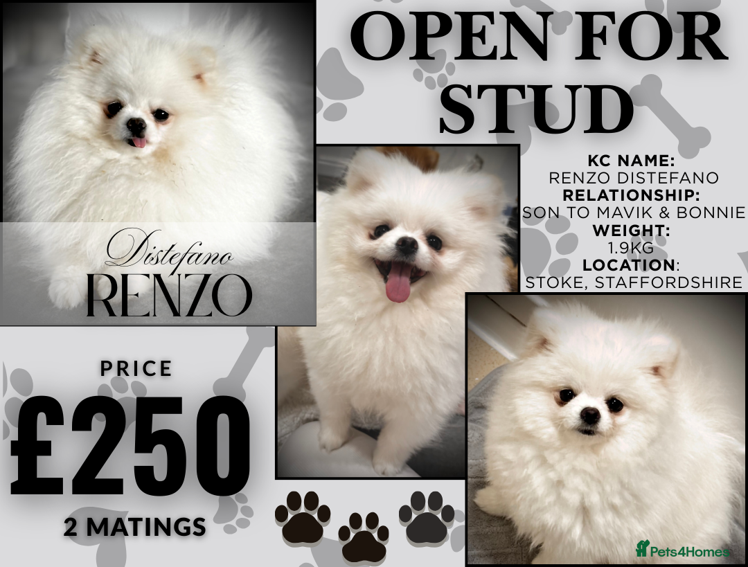 Pomeranian dogs for stud: ❄️ White compact KC Pomeranian (STUD) - Advert 1