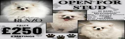 Pomeranian dogs for stud: ❄️ White compact KC Pomeranian (STUD) - Advert 1