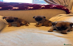 Border Terrier dogs for sale: Border terrier puppies for sale  - Image 18