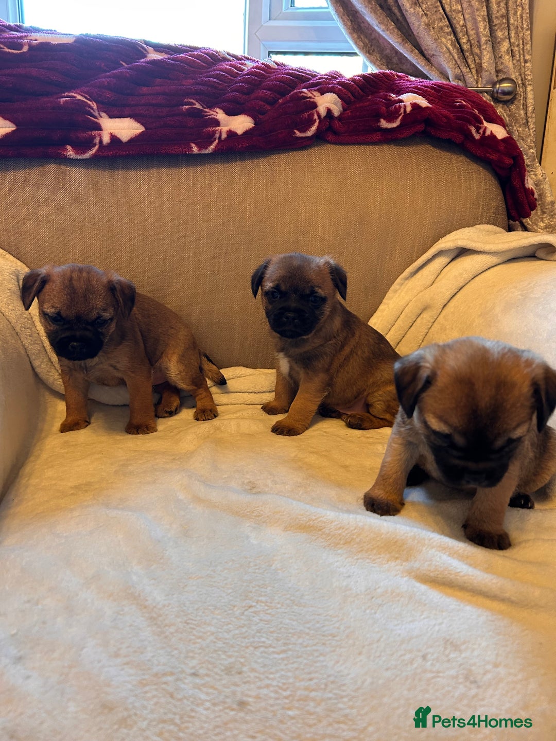 Border Terrier dogs for sale: Border terrier puppies for sale  - Image 18