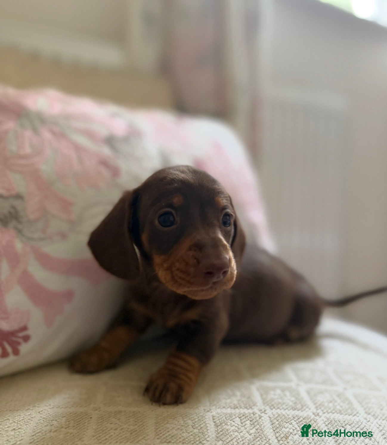 Miniature Dachshund dogs Miniature dachshund puppies - Advert 3