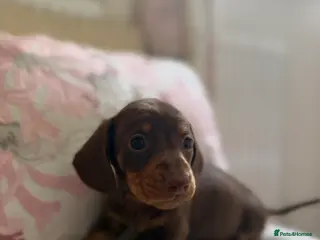 Miniature Dachshund dogs Miniature dachshund puppies - Advert 3