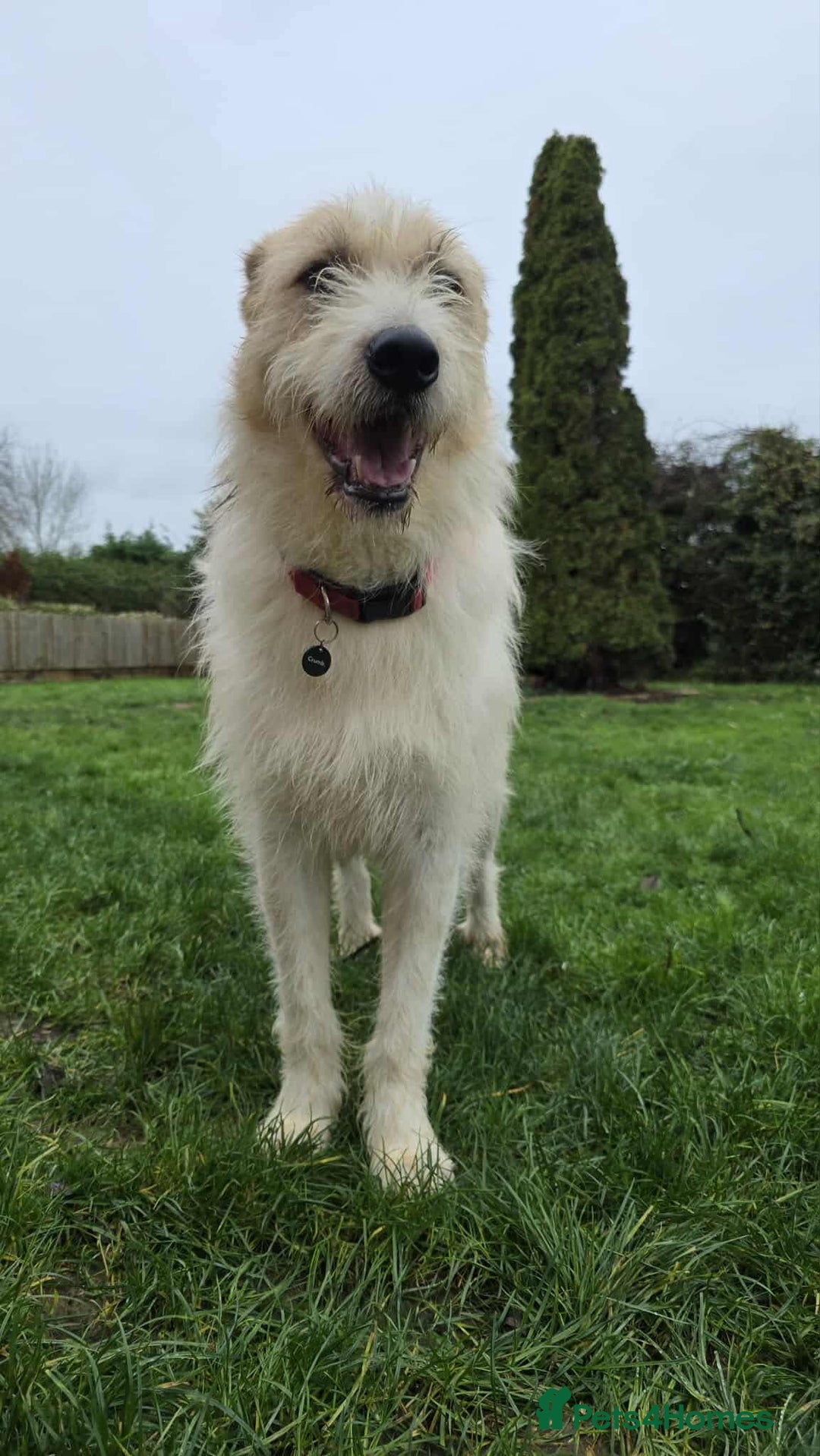 Mixed Breed dogs for adoption: Hershey ( and brother Harley )  - Advert 5