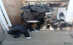 Mixed Breed dogs for sale: Caucasian shepherd cross in Hartlepool - Image 11
