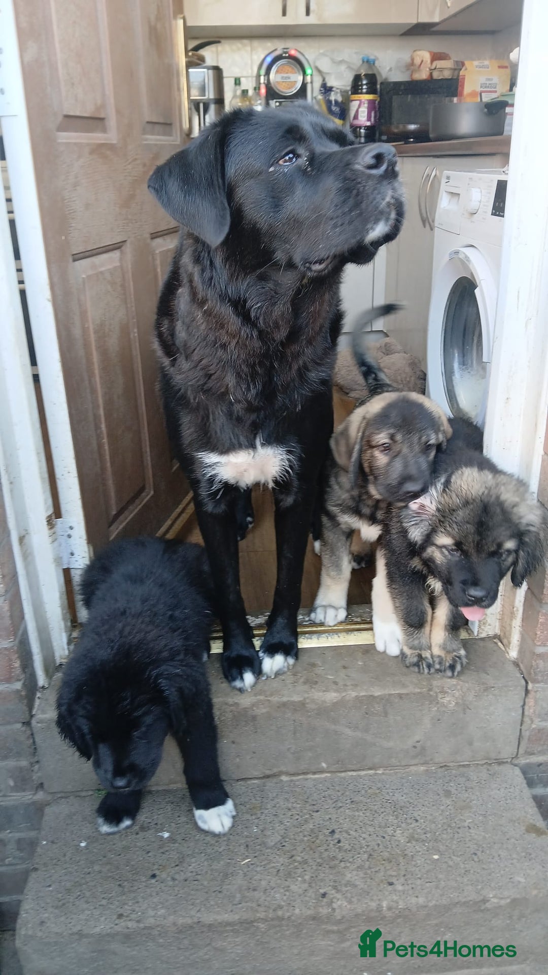 Mixed Breed dogs for sale: Caucasian shepherd cross in Hartlepool - Image 11