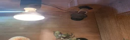 Bearded Dragon reptiles for sale: Male bearded dragon with full setup  in Glasgow - Advert 4