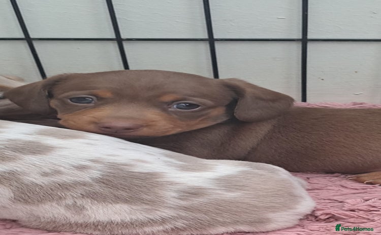 Miniature Dachshund dogs Stunning Miniature dachshund puppies  - Advert 5