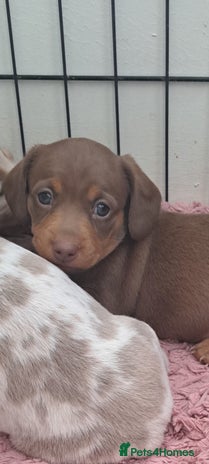 Miniature Dachshund dogs Stunning Miniature dachshund puppies - Advert 5