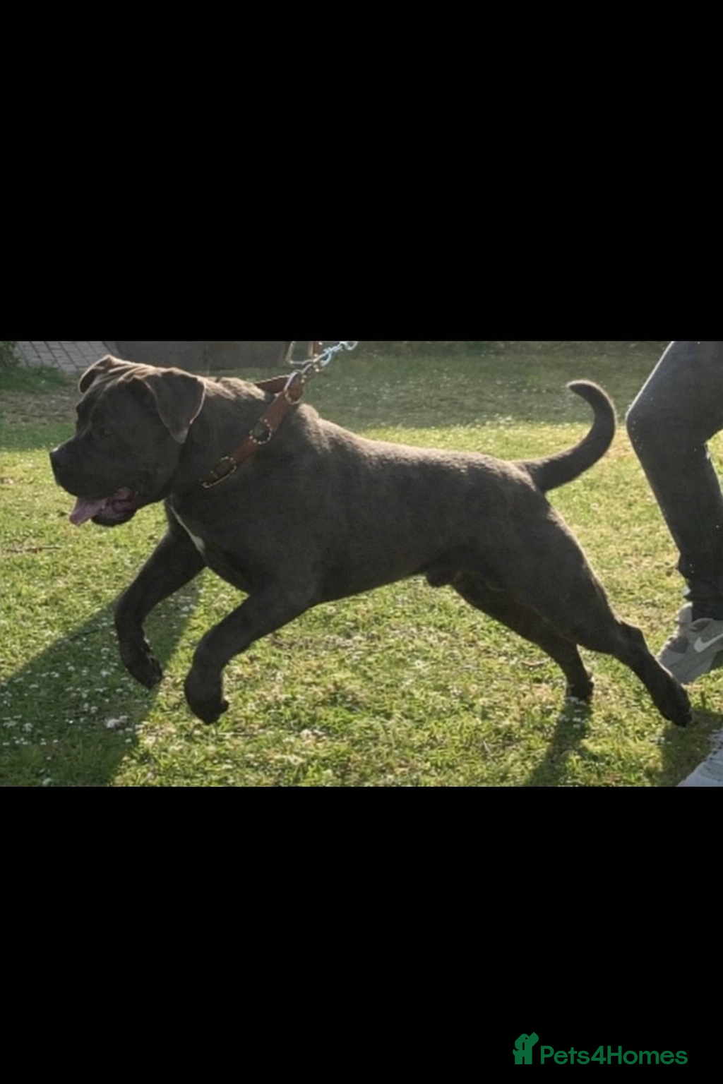 Cane Corso dogs For stud  - Advert 1