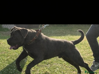 Cane Corso dogs For stud - Advert 2
