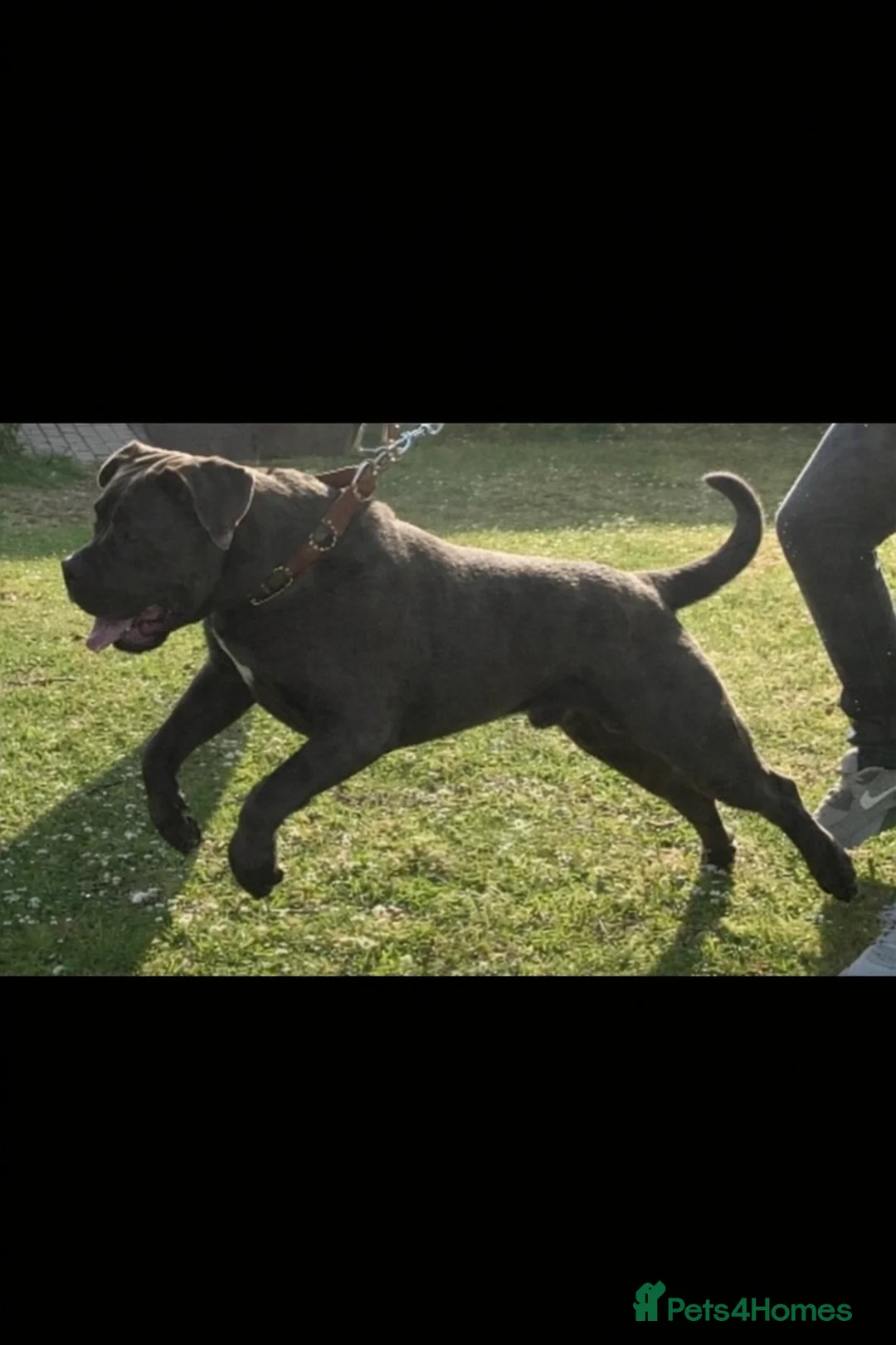 Cane Corso dogs for stud: For stud  - Advert 1