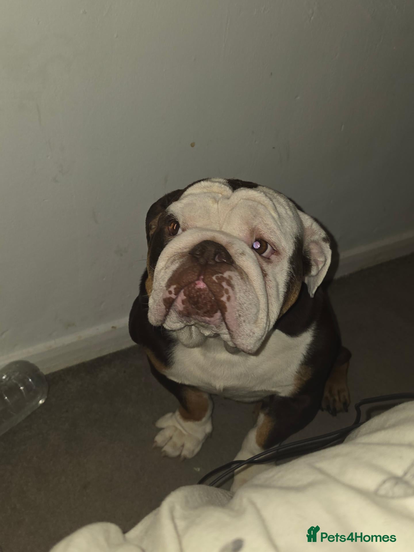 English Bulldog dogs Absolutely gutted - Advert 1