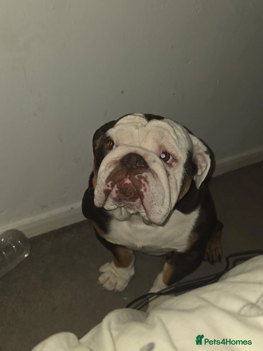 English Bulldog dogs for sale: Absolutely gutted in Glasgow - Advert 1