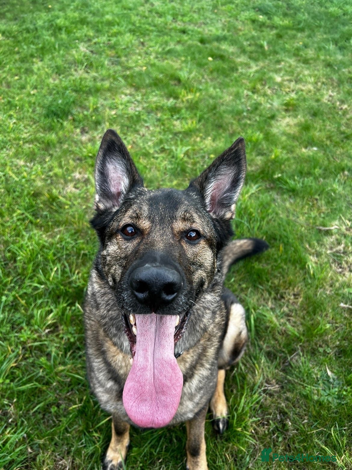 German Shepherd dogs Male German shepherd 7years - Advert 14