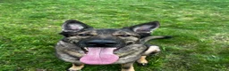 German Shepherd dogs for sale: Male German shepherd 7years - Advert 1