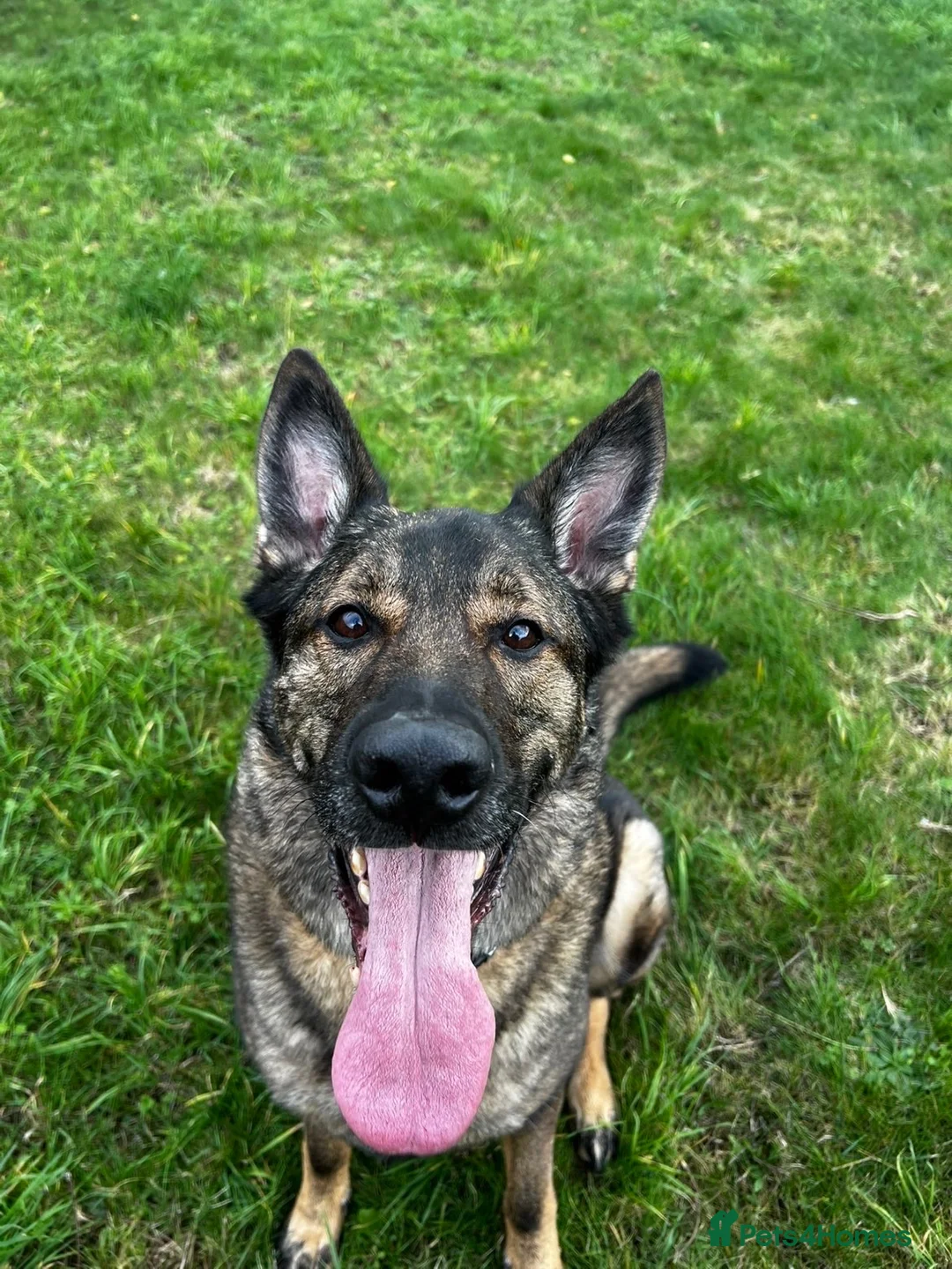German Shepherd dogs for sale: Male German shepherd 7years - Advert 1