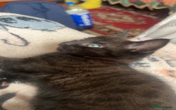 Mixed Breed cats for sale: 3 kittens for sale  - Image 4