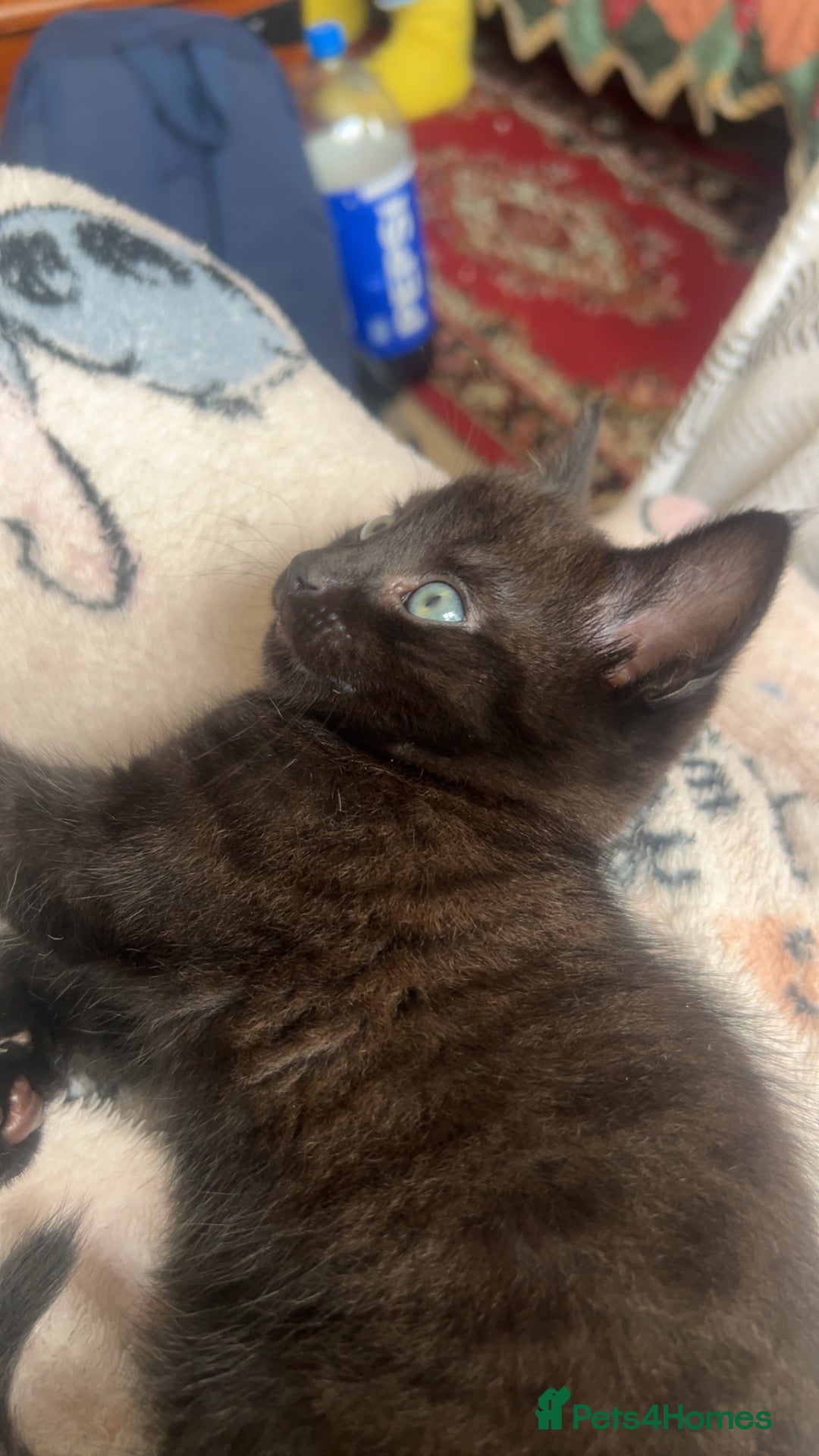 Mixed Breed cats for sale: 3 kittens for sale  - Image 4
