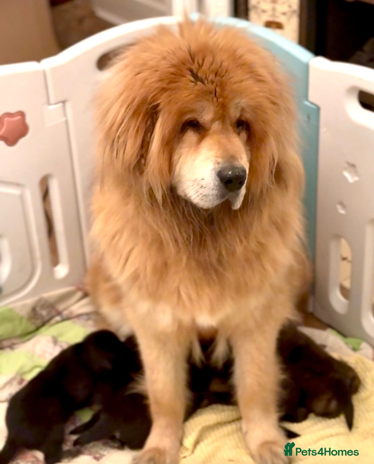 Tibetan Mastiff dogs Tibetan Mastiff Gentle Giants Champion Bloodlines  - Advert 3