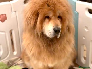 Tibetan Mastiff dogs Tibetan Mastiffs 🐾 Scroll to bottom for Puppies!! - Advert 1