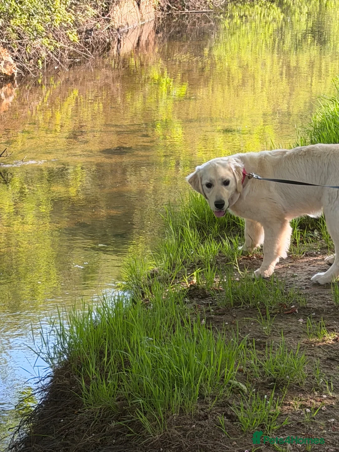 Golden Retriever dogs for sale: Beautiful Golden Retriever Female – 8 Months Old - Advert 5