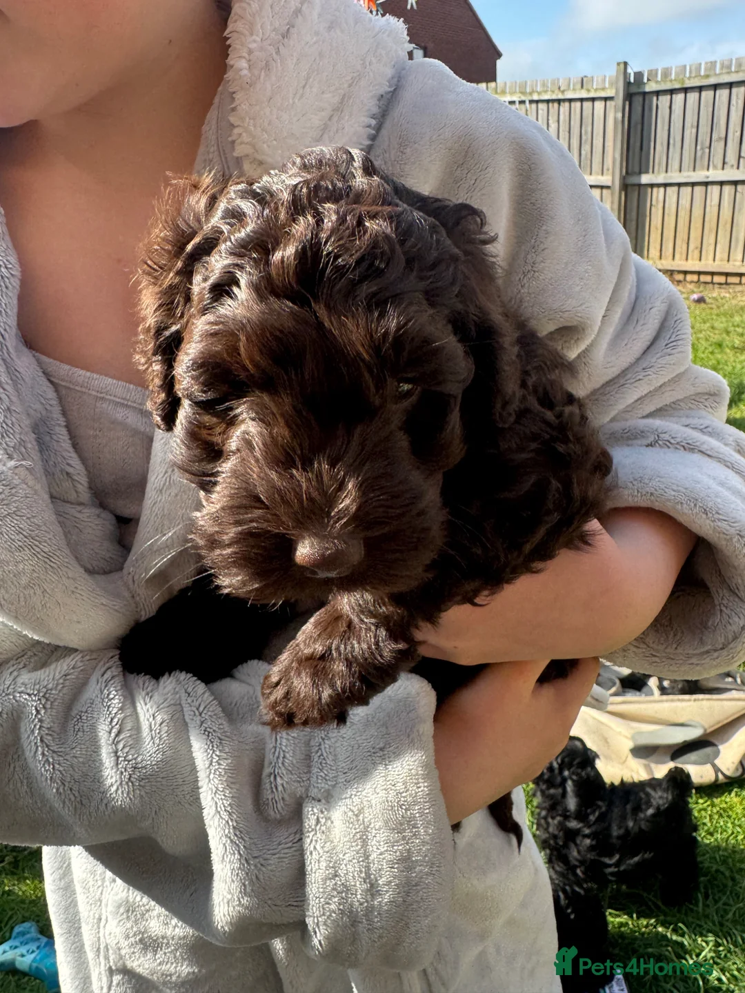 Cockapoo dogs for sale: F2 cockapoo pups 🐶 4 beautiful girls  in Middlesbrough - Advert 10